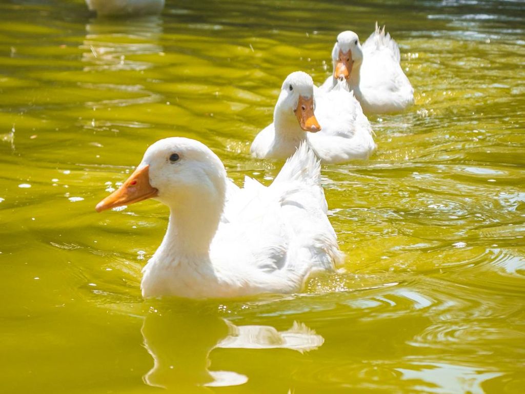 Kenapa Bebek Tidak Basah saat Berenang di Air? Ternyata Ini Rahasianya